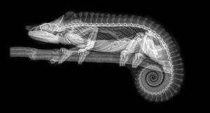 xray-pictures-photos-zoo-animals-oregon-oregonzoo-1-5bceed462b042__880.jpg