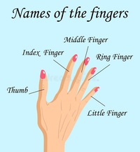 name of the fingers.jpg