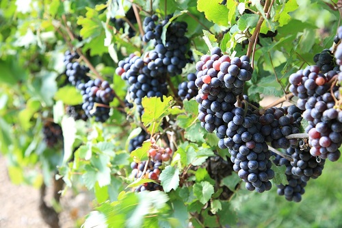 grapes-4002007_960_720.jpg